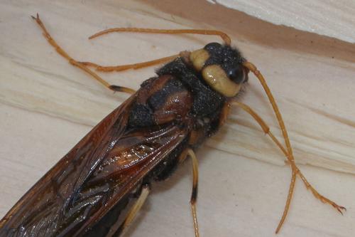 Réf. 259 560 : Urocerus augur